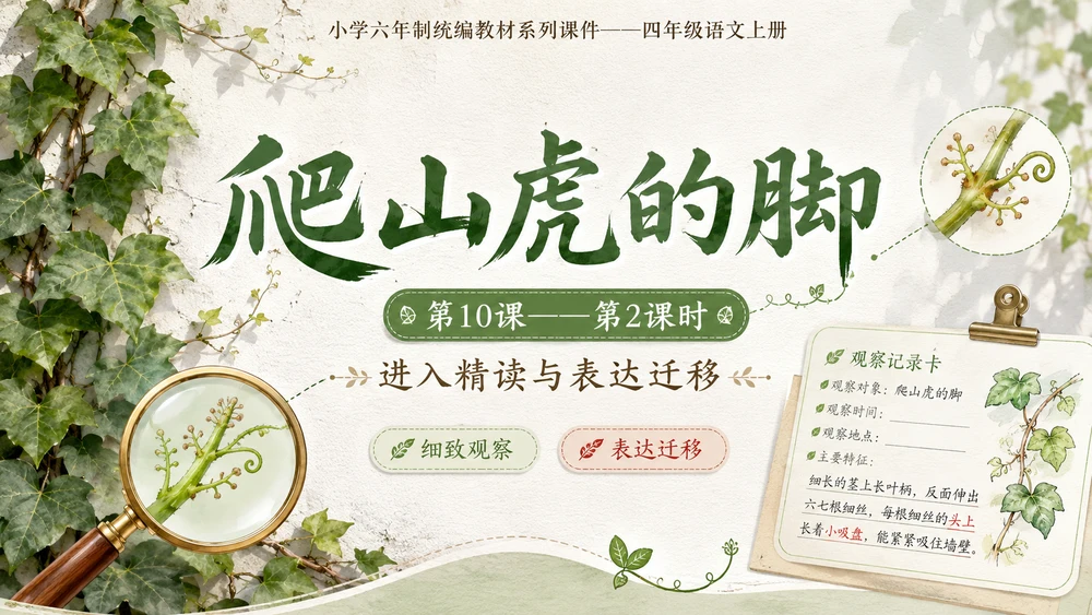 小学六年制统编教材系列课件——四年级语文上册第10课（2）：爬山虎的脚