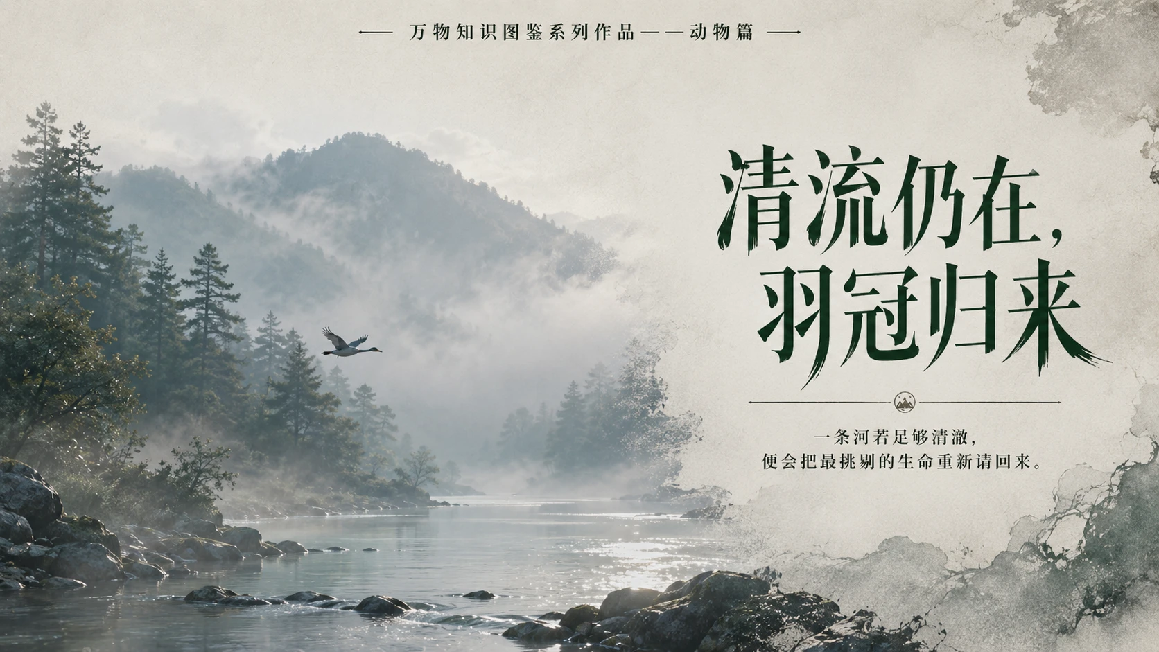 万物知识图鉴系列作品PPT——中华秋沙鸭 - 预览图10