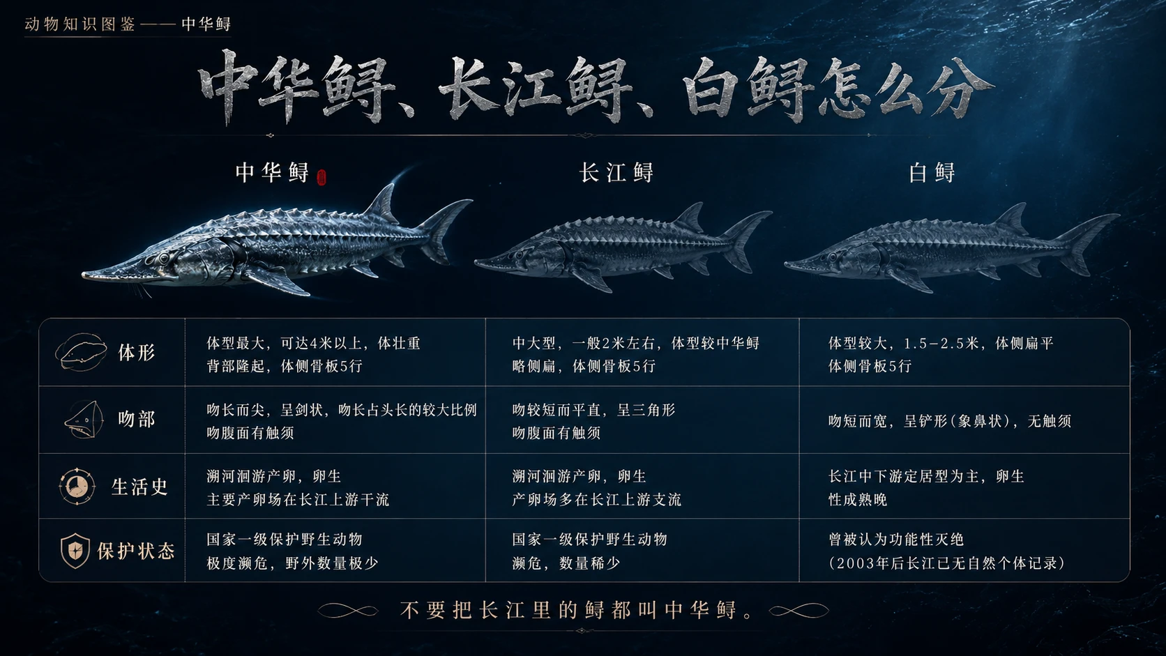 万物知识图鉴系列作品PPT——中华鲟 - 预览图8
