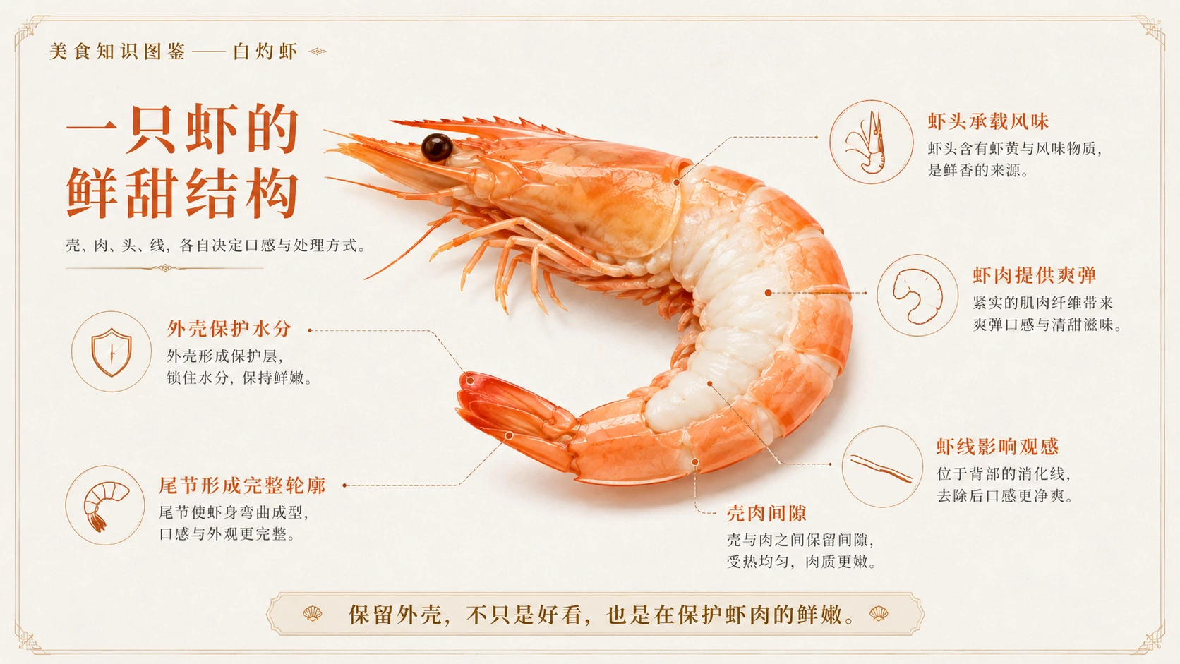 万物知识图鉴系列作品PPT——白灼虾 - 预览图5