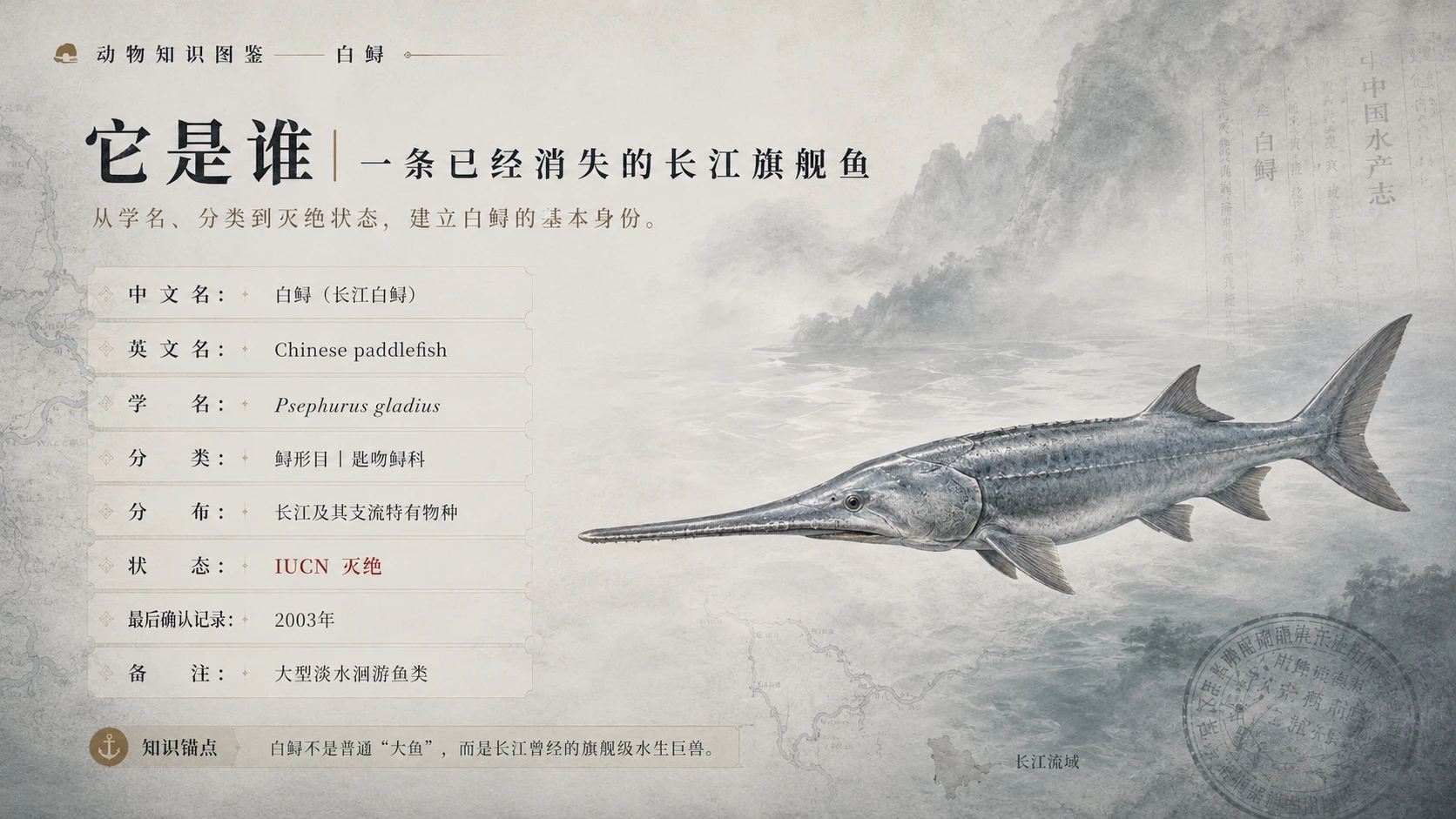 万物知识图鉴系列作品PPT——白鲟 - 预览图2