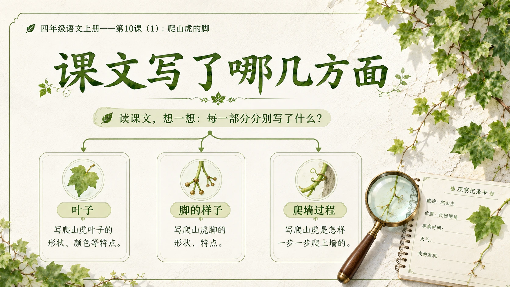 小学六年制统编教材系列课件——四年级语文上册第10课（1）：爬山虎的脚 - 预览图9