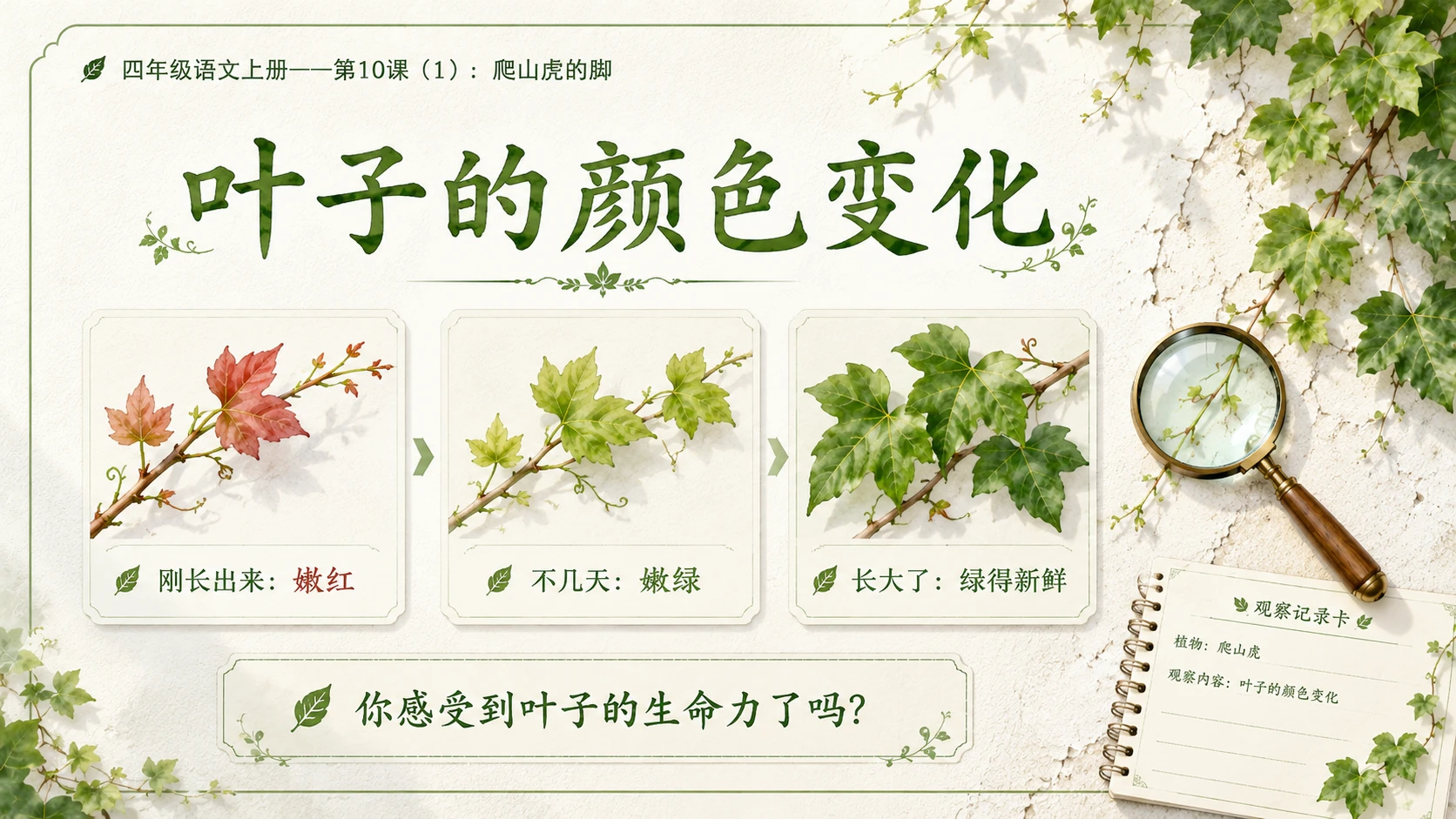 小学六年制统编教材系列课件——四年级语文上册第10课（1）：爬山虎的脚 - 预览图10