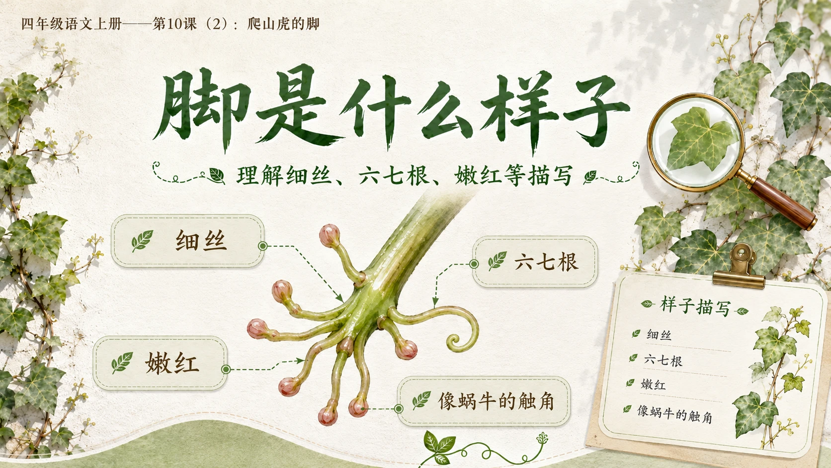 小学六年制统编教材系列课件——四年级语文上册第10课（2）：爬山虎的脚 - 预览图6