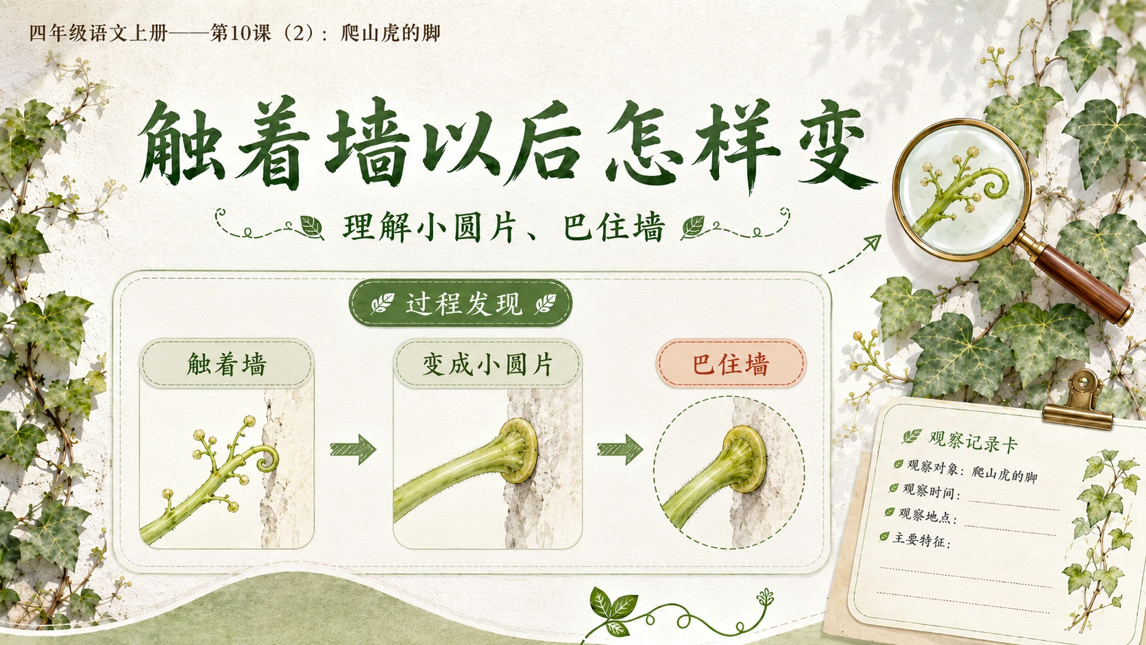 小学六年制统编教材系列课件——四年级语文上册第10课（2）：爬山虎的脚 - 预览图8