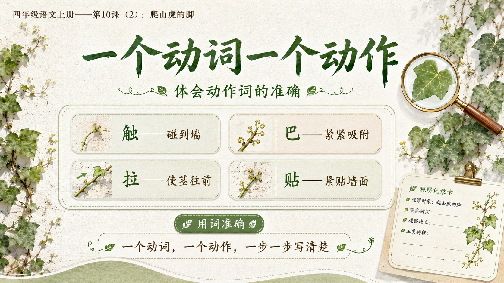小学六年制统编教材系列课件——四年级语文上册第10课（2）：爬山虎的脚 - 预览图10