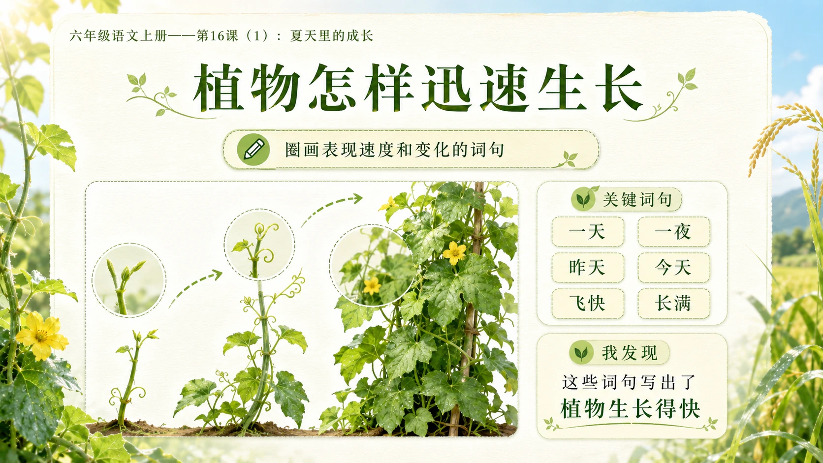 小学六年制统编教材系列课件——六年级语文上册第16课（1）：夏天里的成长 - 预览图8