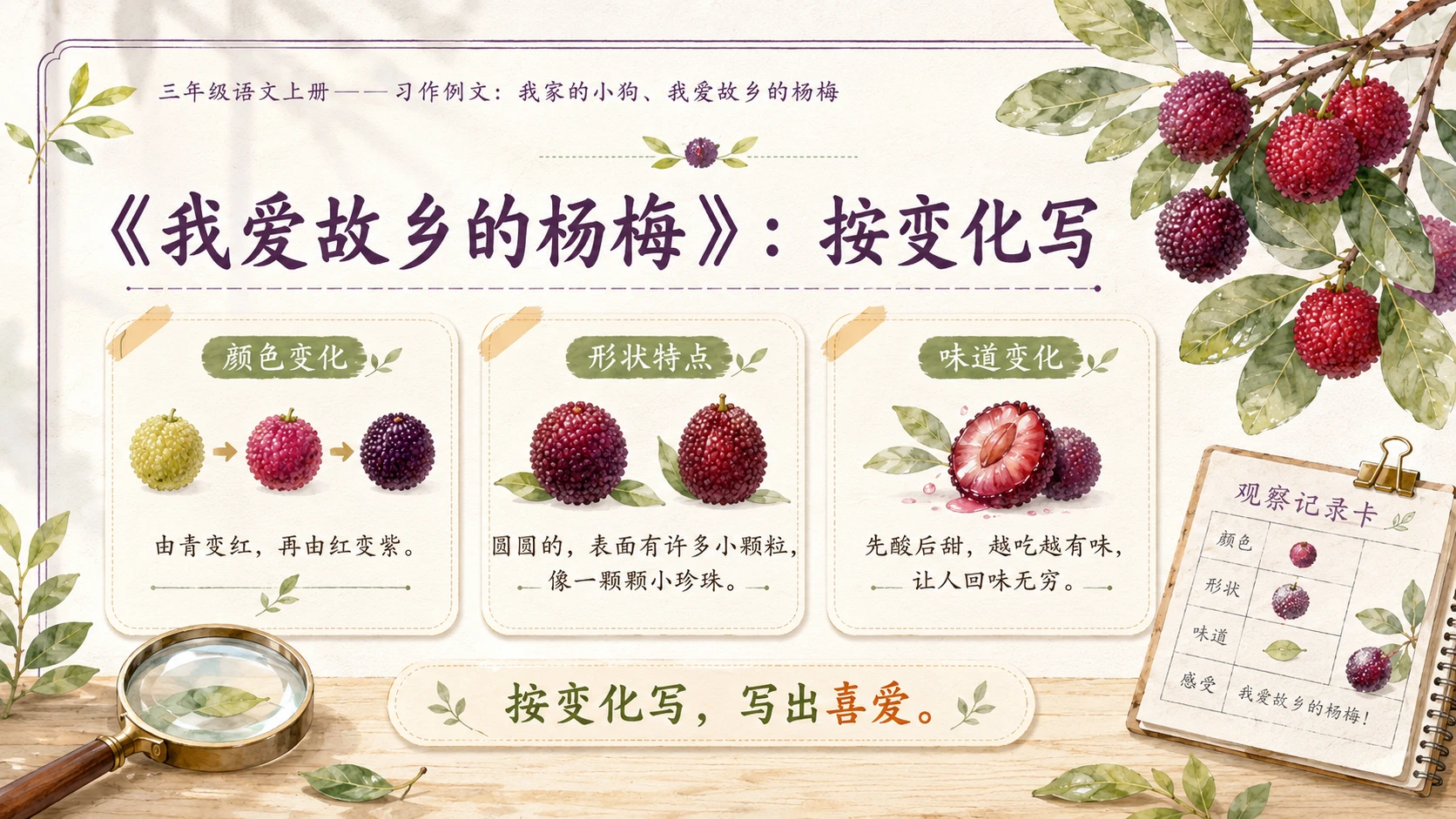 小学六年制统编教材系列课件——三年级语文上册习作例文：我家的小狗、我爱故乡的杨梅 - 预览图9
