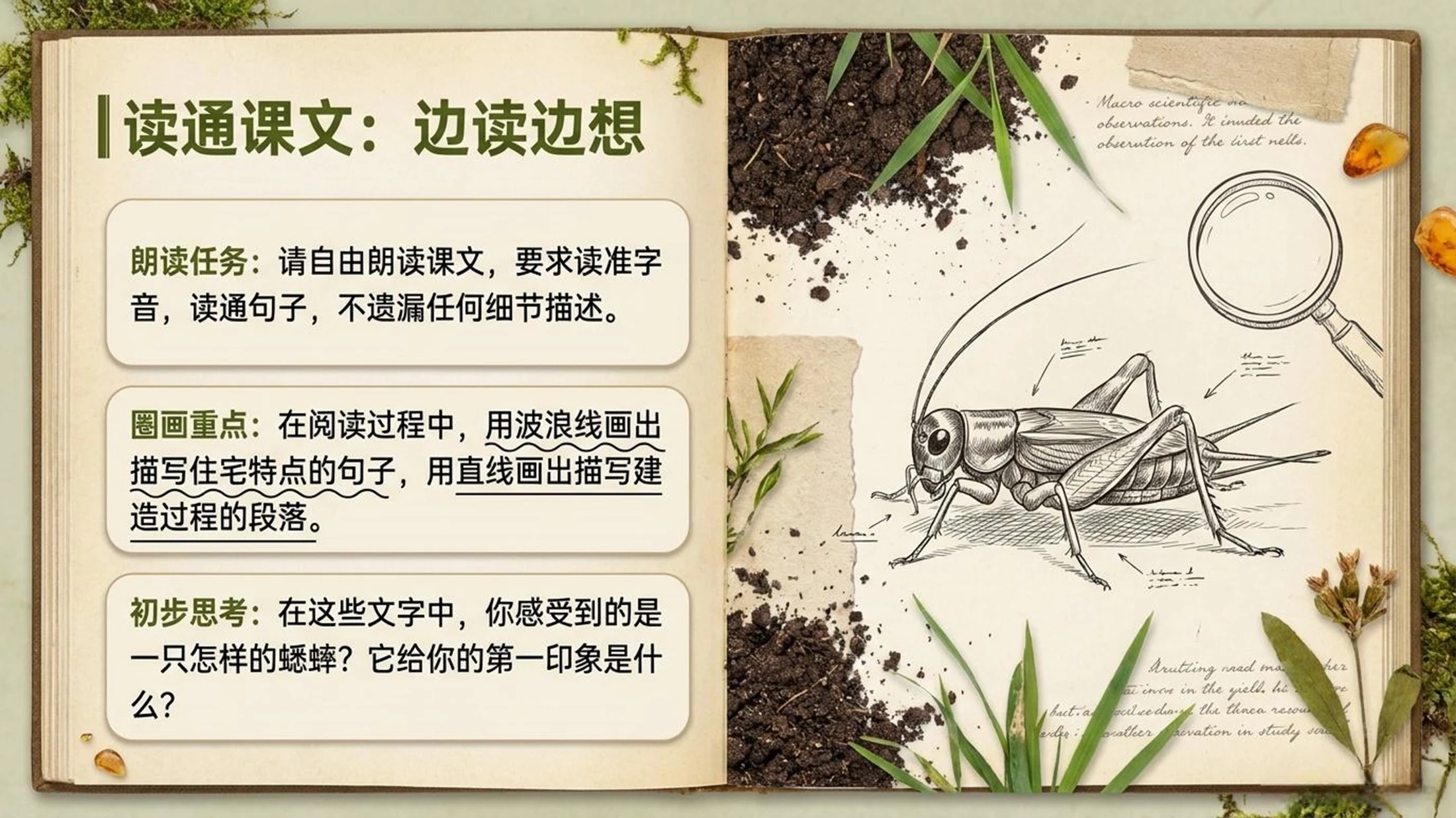 小学六年制统编教材系列课件——四年级语文上册第11课（1）：蟋蟀的住宅 - 预览图5