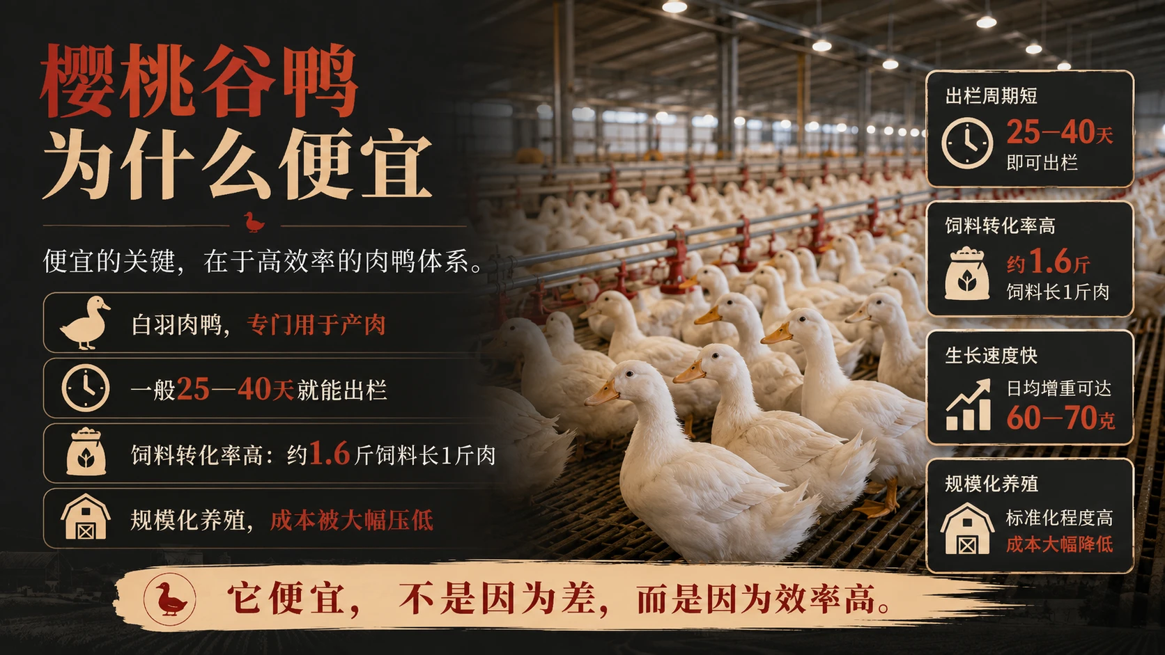 18元一只的烤鸭，为什么这么便宜？｜知识科普、工业科技PPT - 预览图3