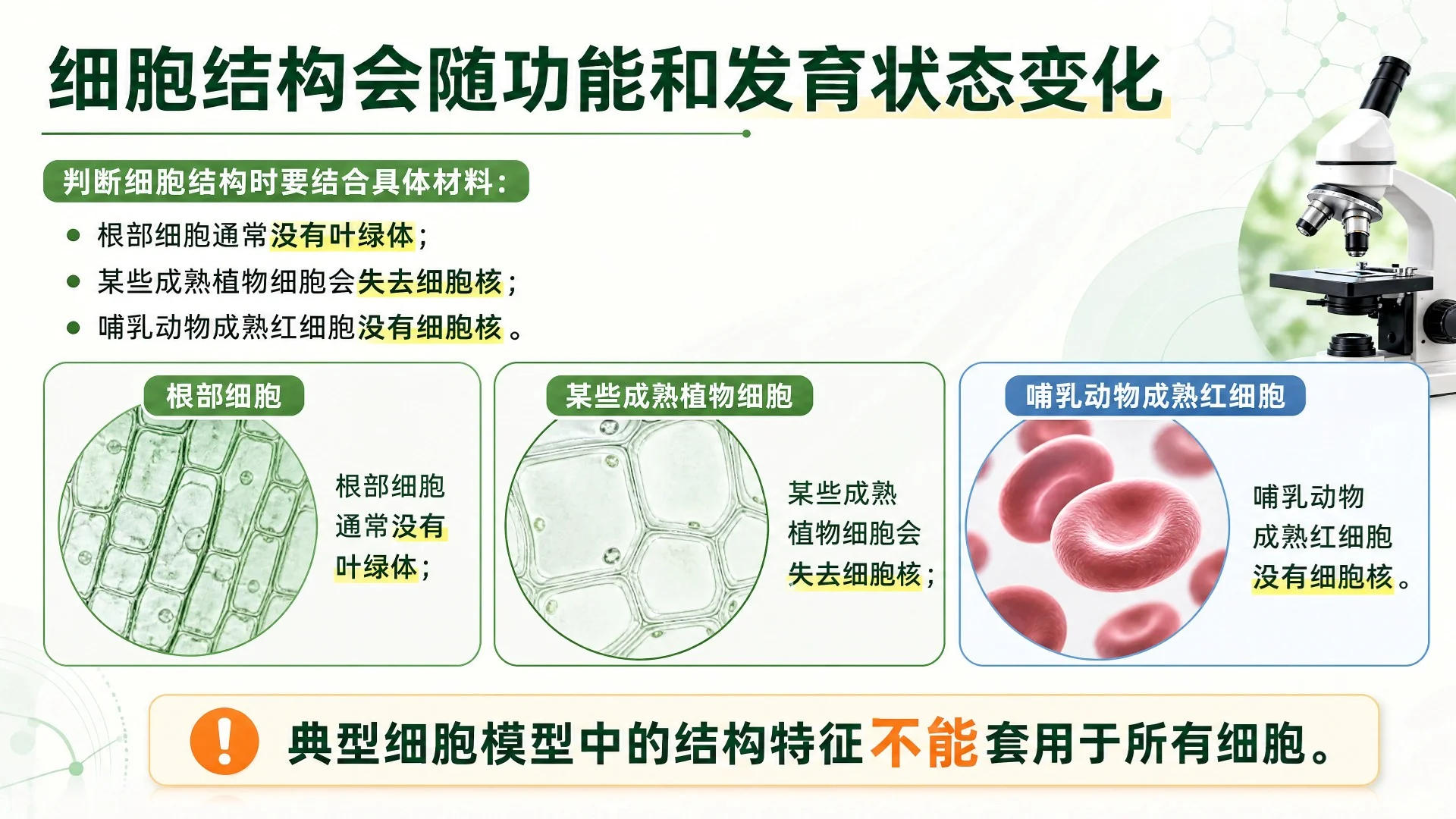 动物细胞与植物细胞结构比较及显微观察课件 - 预览图11