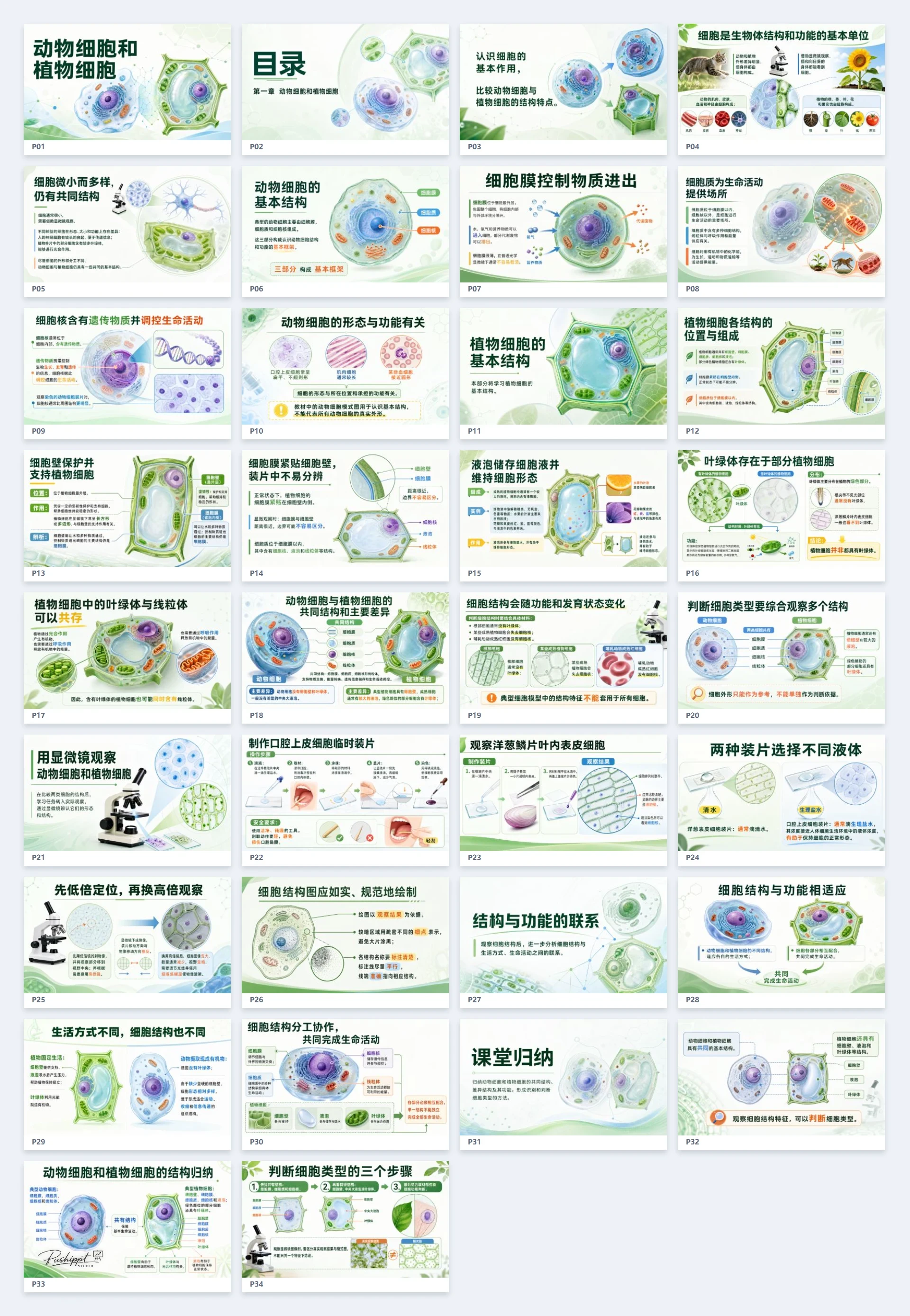 动物细胞与植物细胞结构比较及显微观察课件 - 预览图12