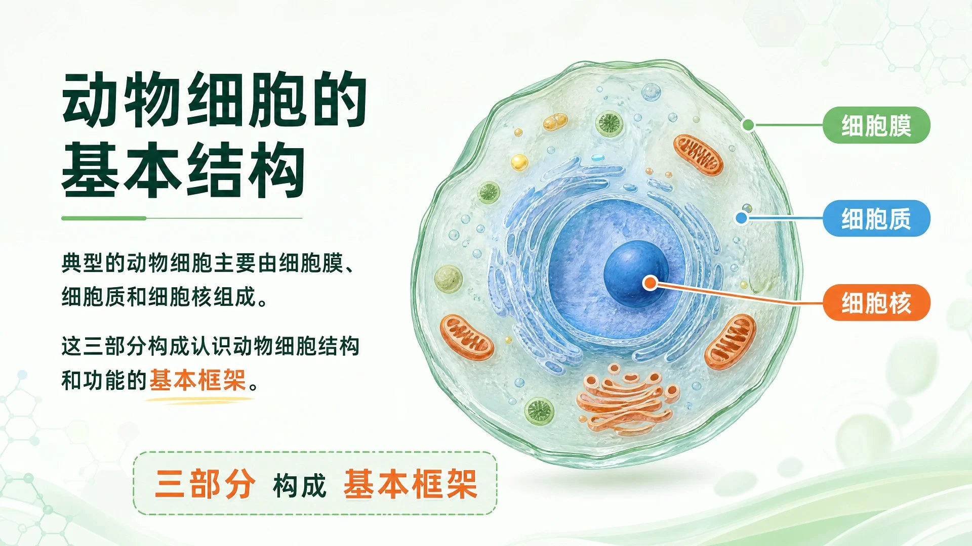 动物细胞与植物细胞结构比较及显微观察课件 - 预览图4
