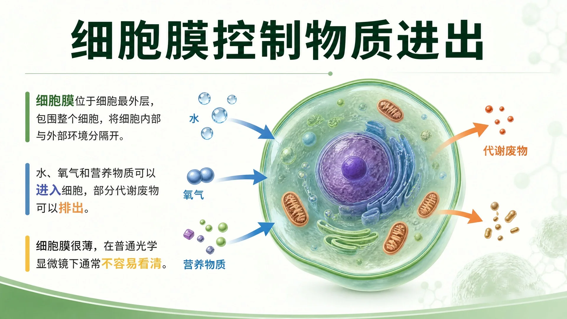 动物细胞与植物细胞结构比较及显微观察课件 - 预览图5