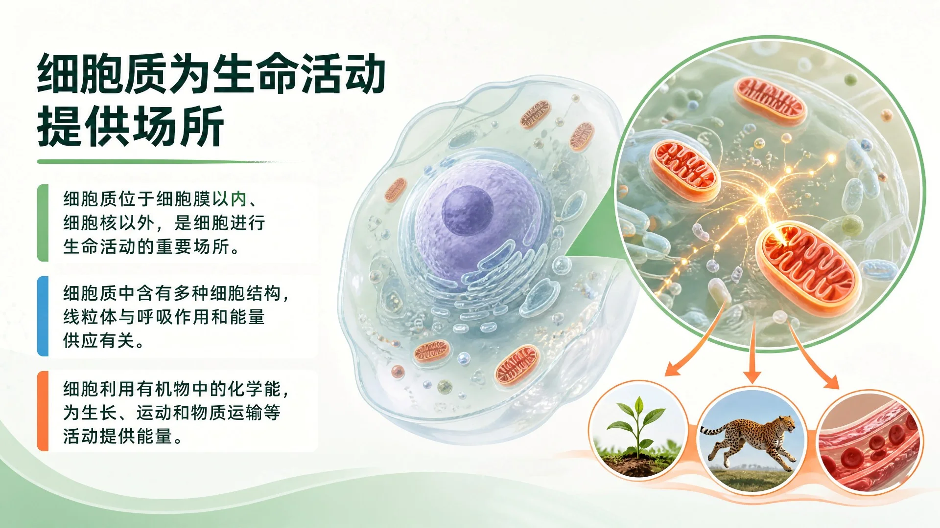 动物细胞与植物细胞结构比较及显微观察课件 - 预览图6