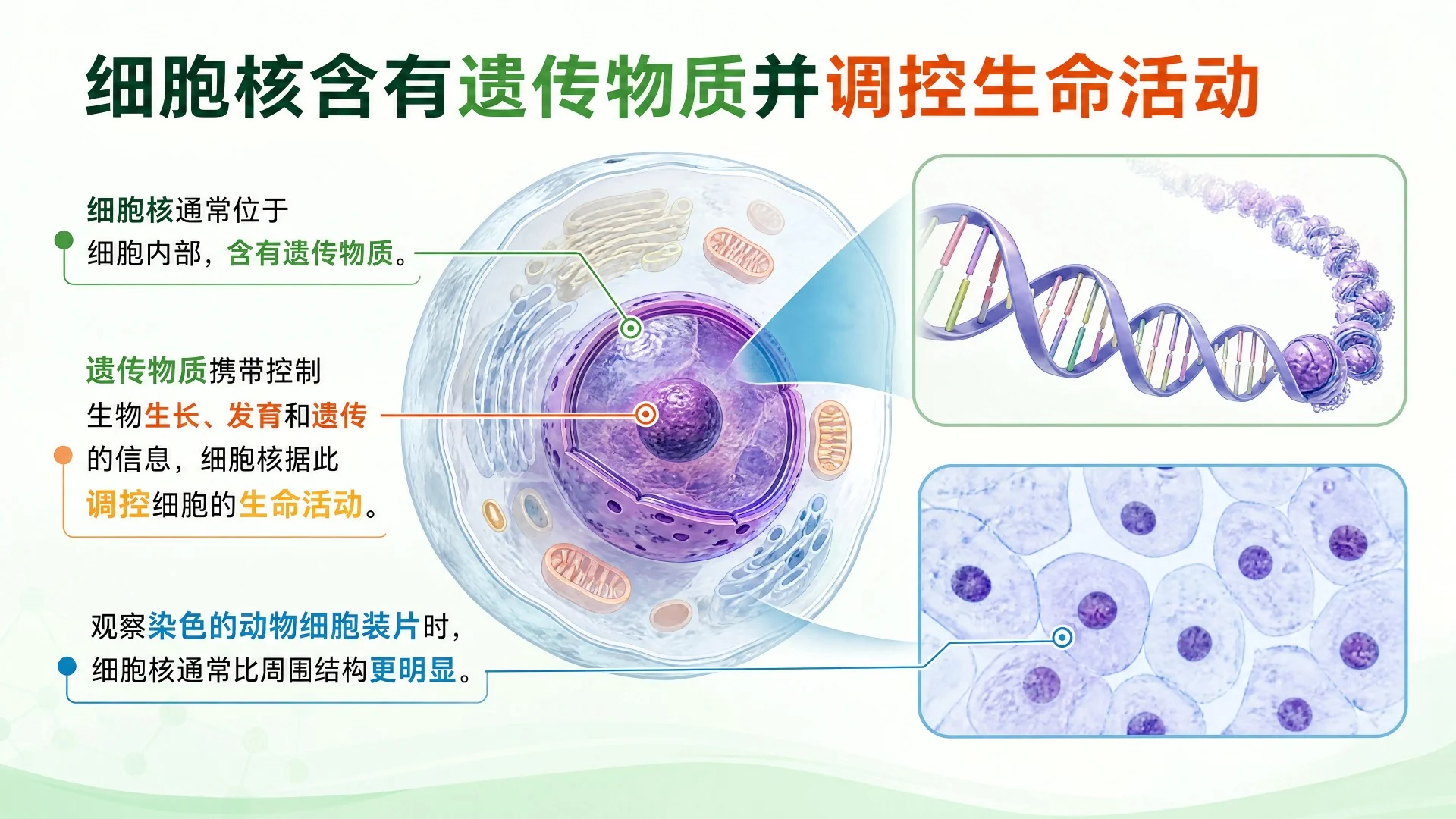 动物细胞与植物细胞结构比较及显微观察课件 - 预览图7