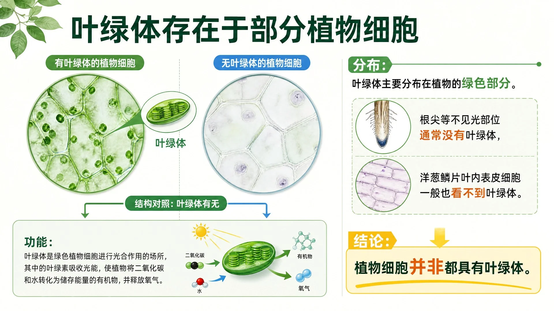 动物细胞与植物细胞结构比较及显微观察课件 - 预览图8
