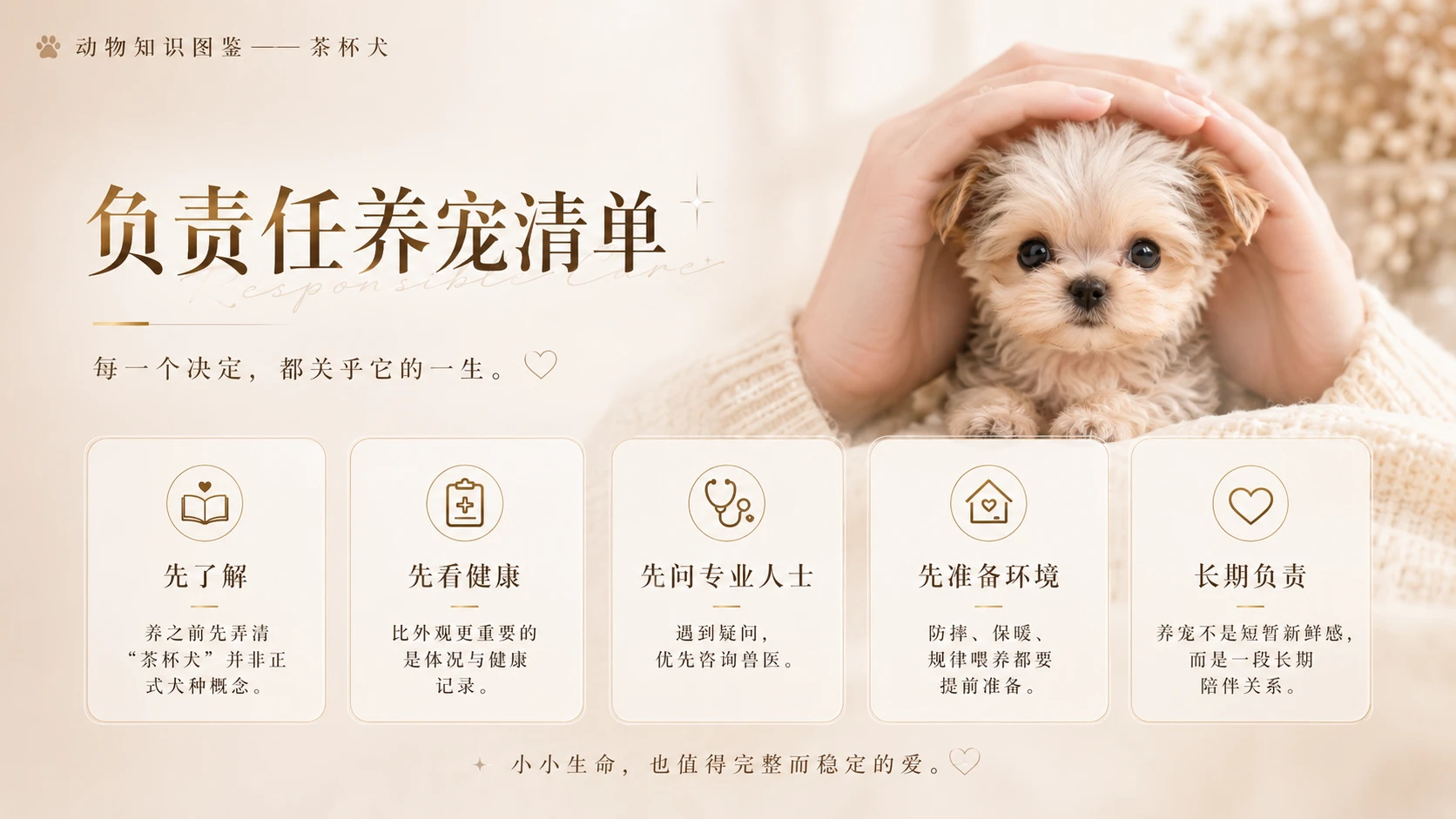 万物知识图鉴系列作品PPT——茶杯犬【4K】 - 预览图8