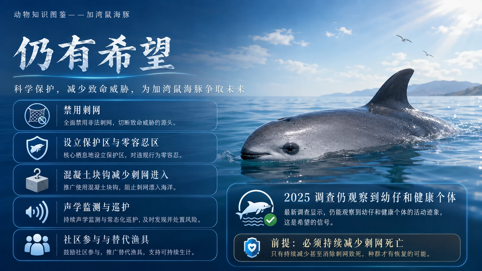 万物知识图鉴系列作品PPT——加湾鼠海豚【4K】 - 预览图8