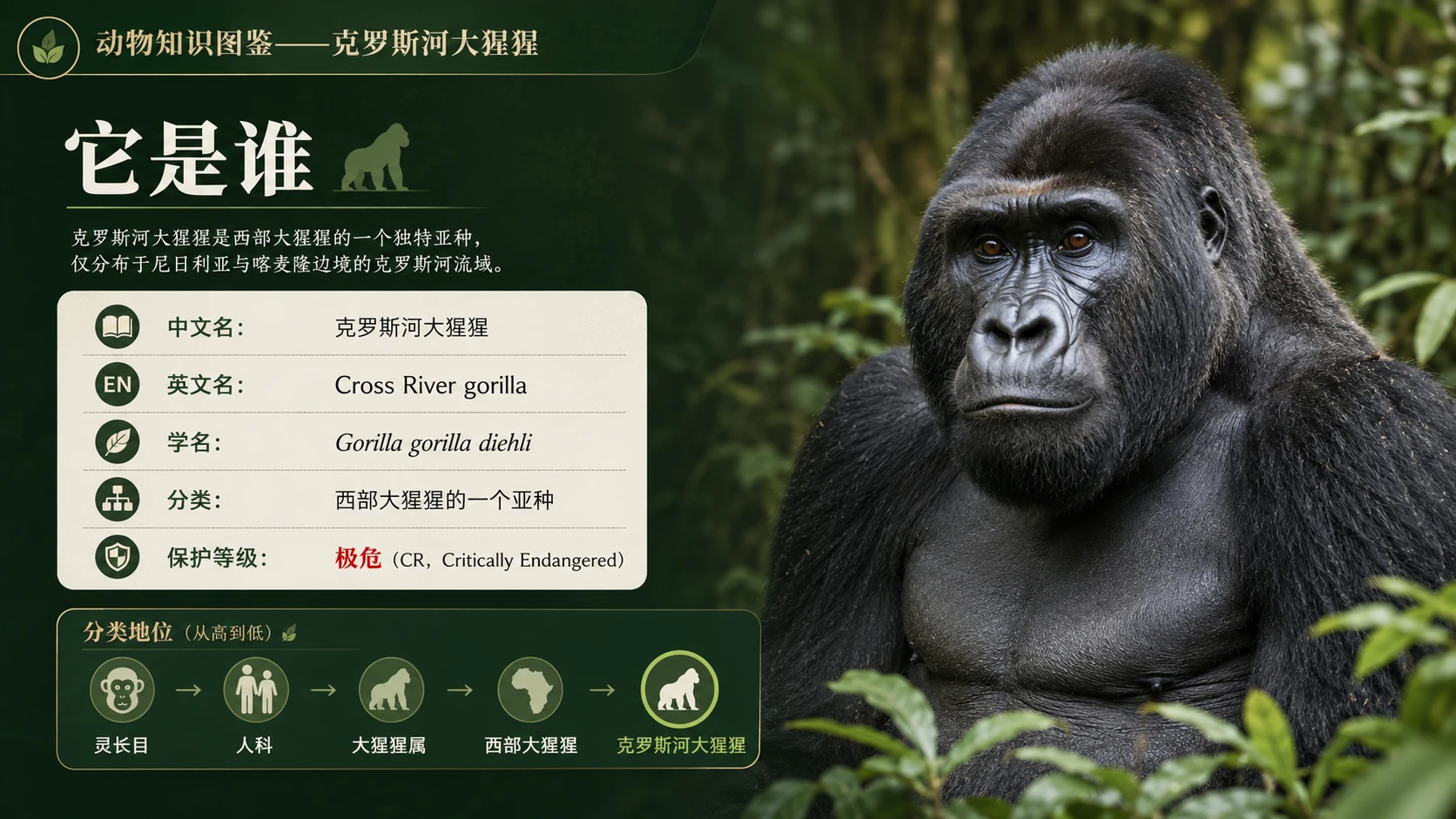万物知识图鉴系列作品PPT——克罗斯河大猩猩【4K】 - 预览图1
