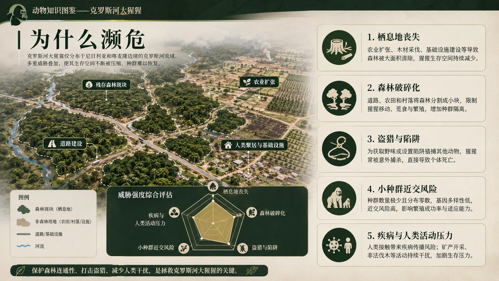 万物知识图鉴系列作品PPT——克罗斯河大猩猩【4K】 - 预览图6