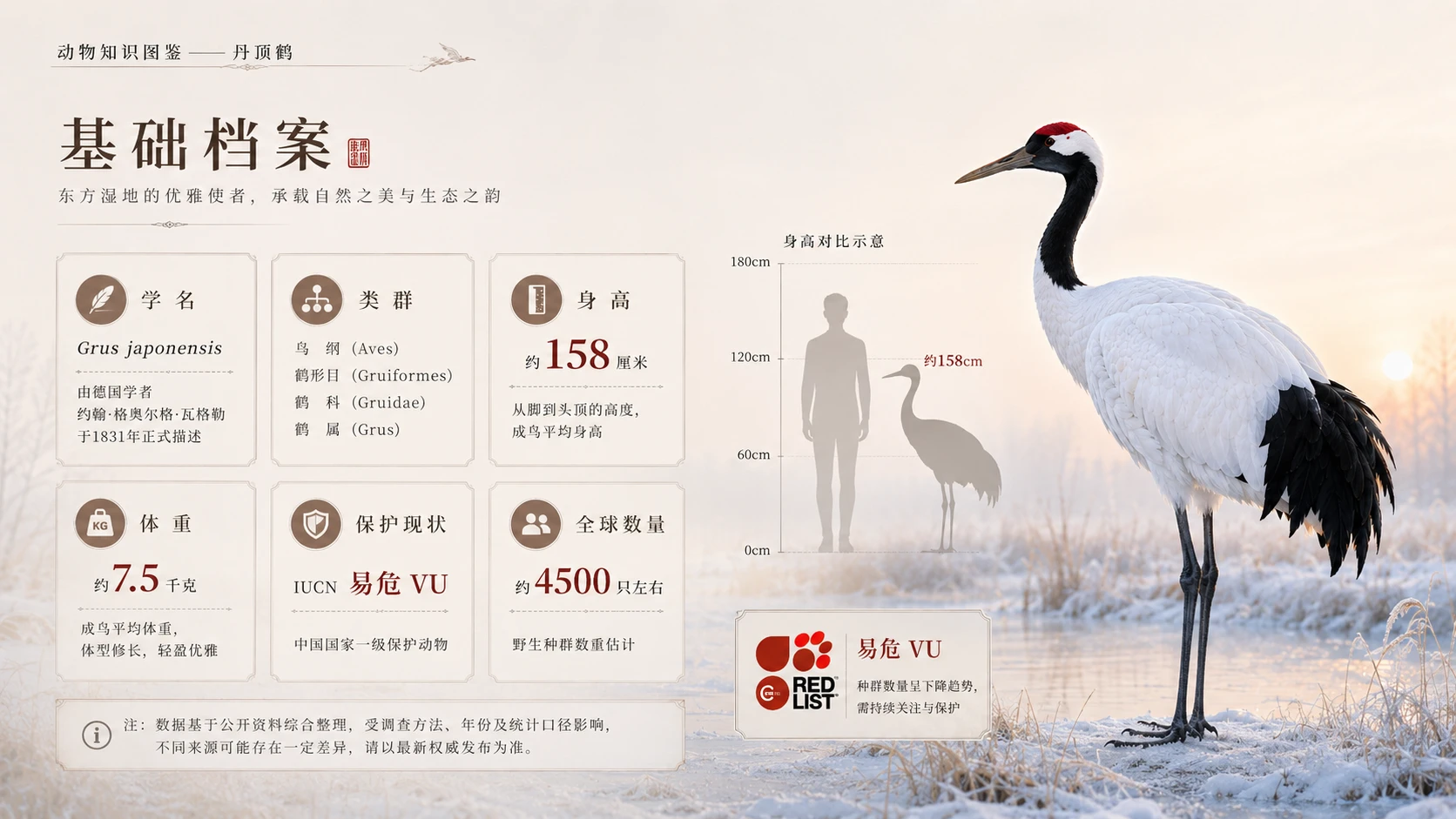 万物知识图鉴系列作品PPT——丹顶鹤【4K】 - 预览图2