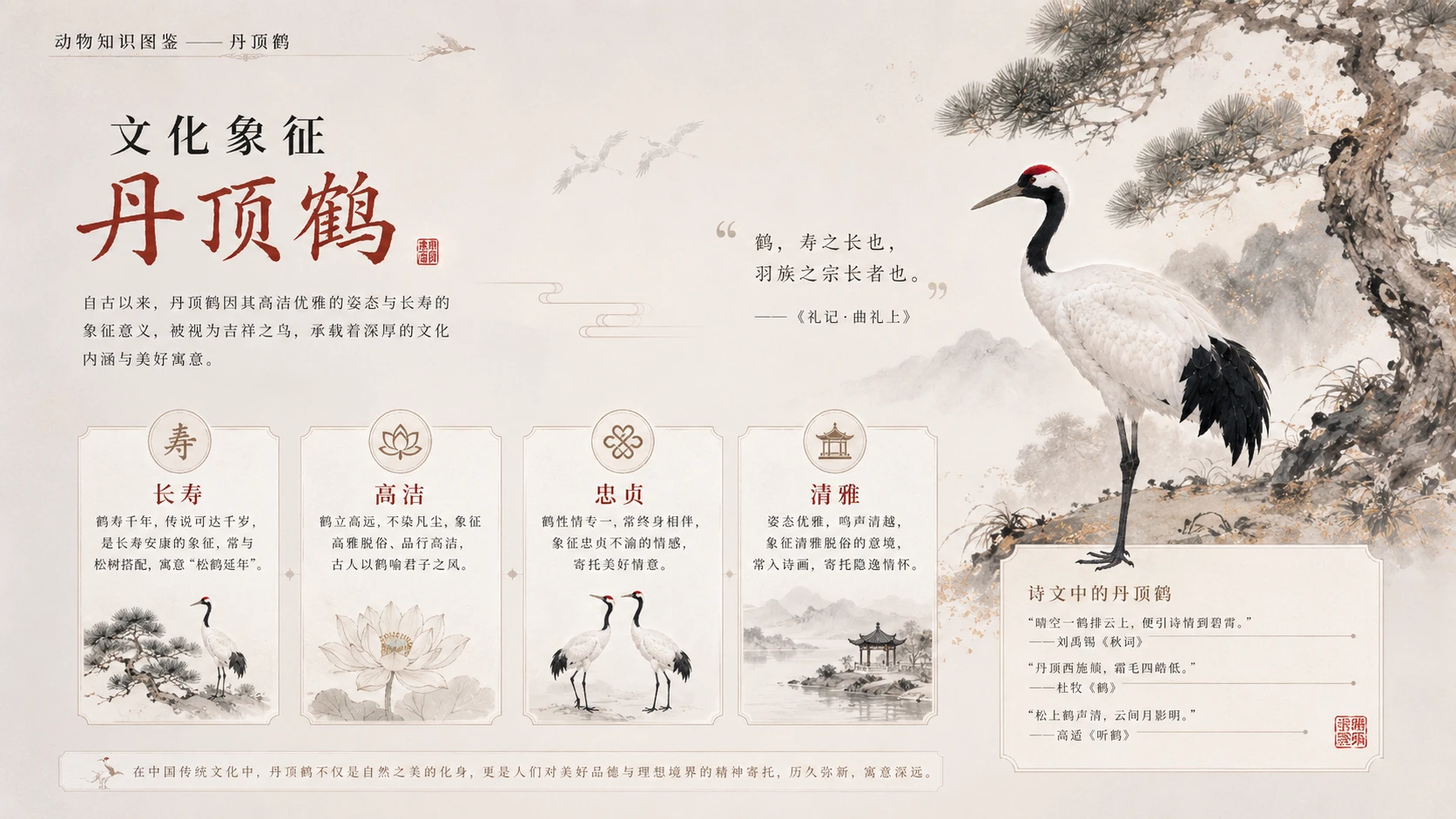 万物知识图鉴系列作品PPT——丹顶鹤【4K】 - 预览图8