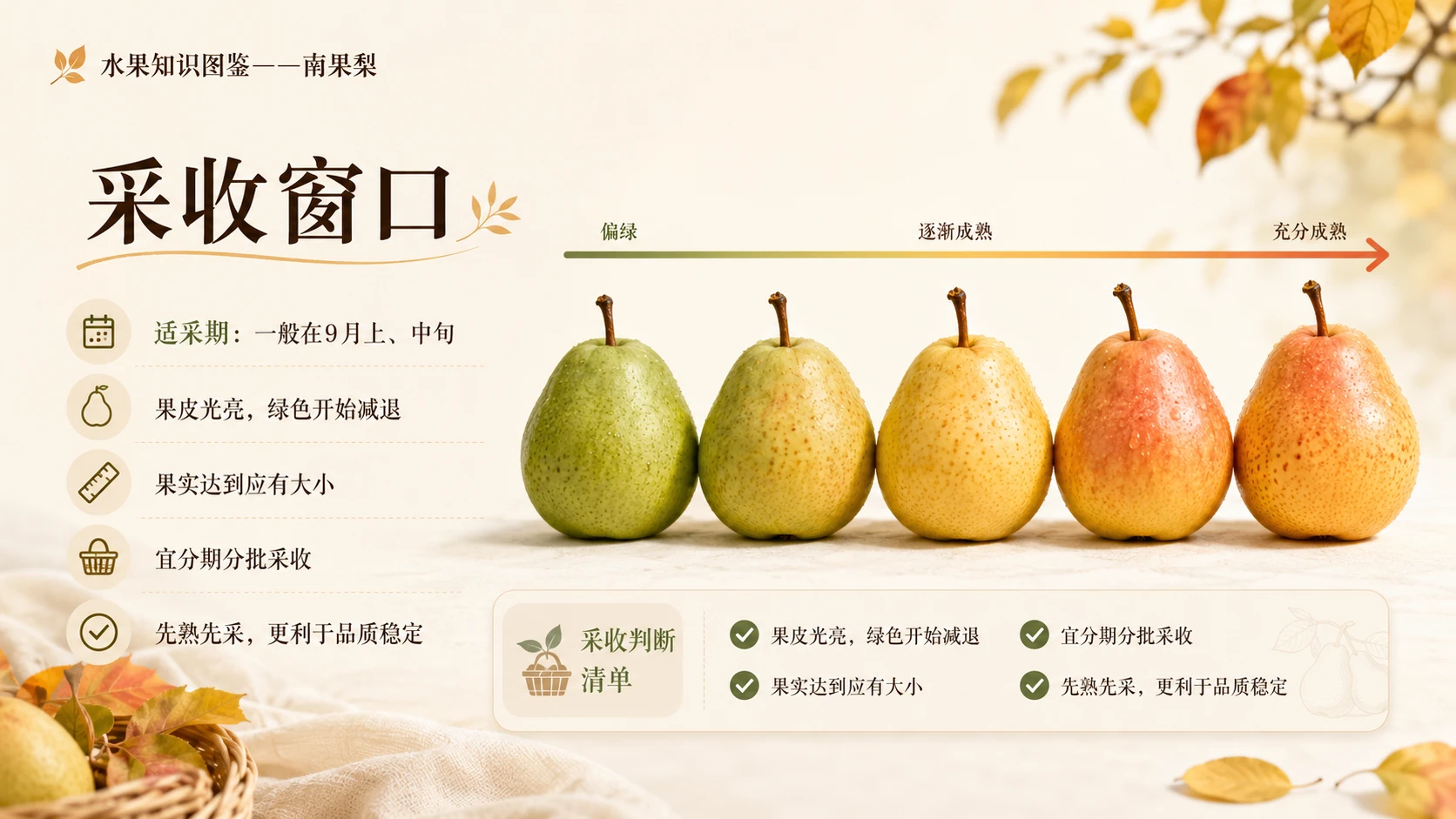 万物知识图鉴系列作品PPT——南果梨【4K】 - 预览图4