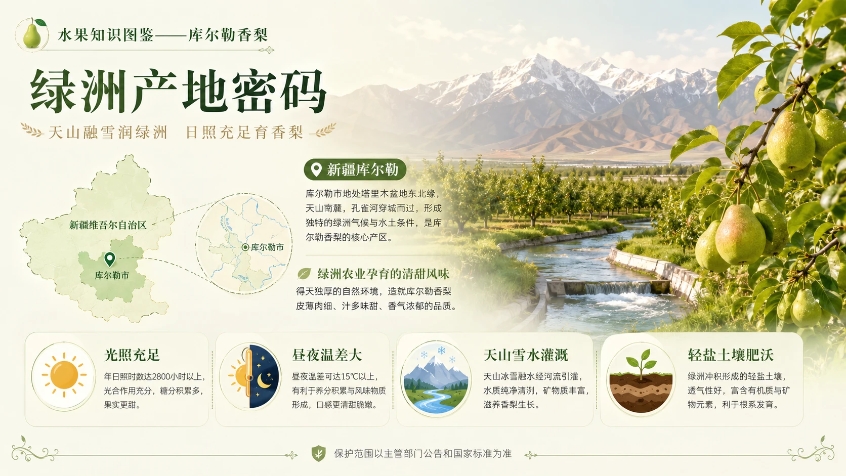 万物知识图鉴系列作品PPT——库尔勒香梨【4K】 - 预览图2