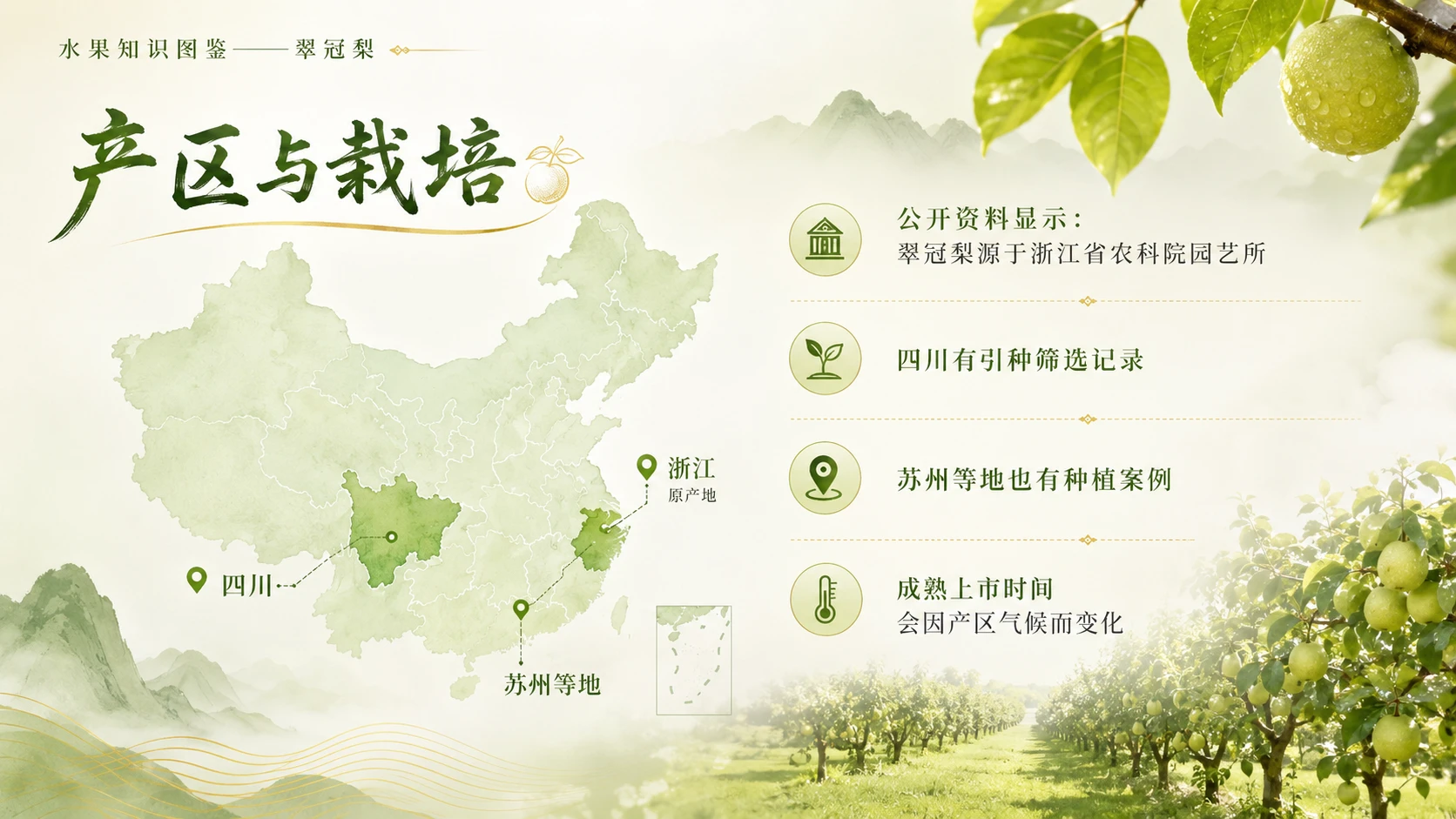 万物知识图鉴系列作品PPT——翠冠梨【4K】 - 预览图6