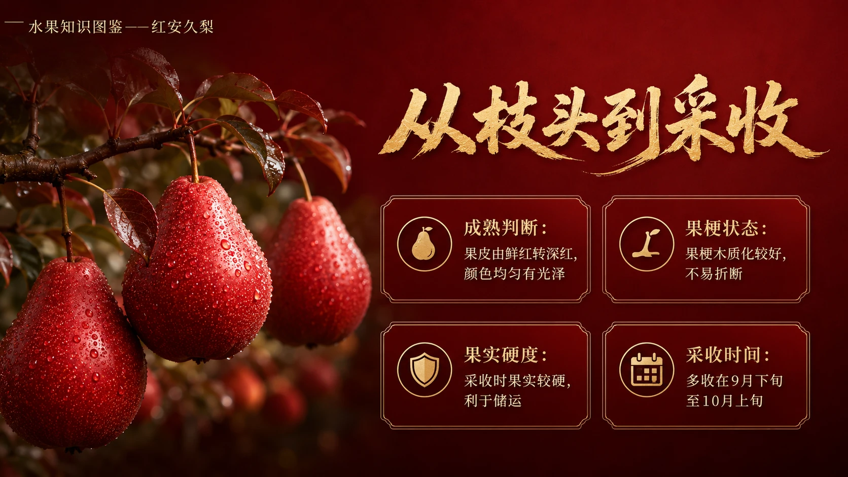 万物知识图鉴系列作品PPT——红安久梨【4K】 - 预览图6
