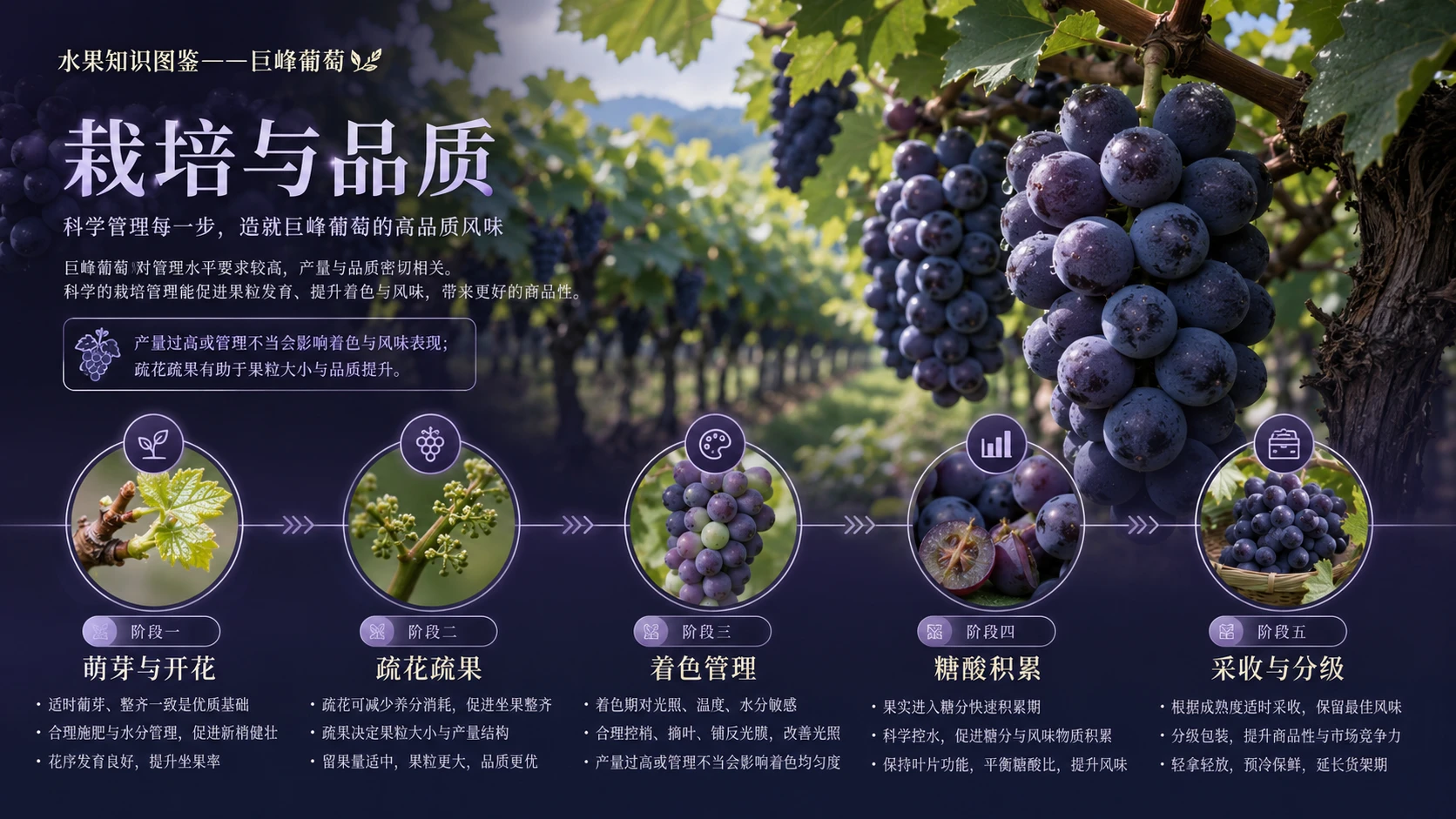 万物知识图鉴系列作品PPT——巨峰葡萄【4K】 - 预览图4