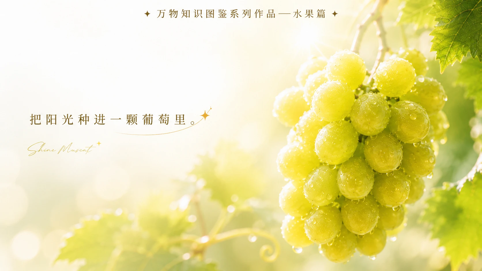万物知识图鉴系列作品PPT——阳光玫瑰葡萄【4K】 - 预览图4