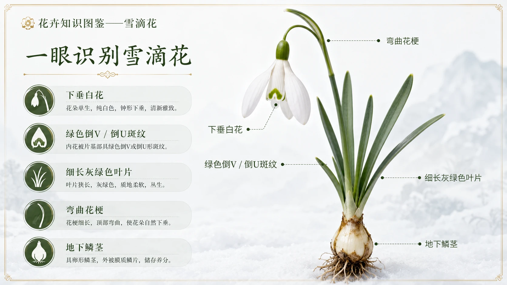 万物知识图鉴系列作品PPT——雪滴花 - 预览图1