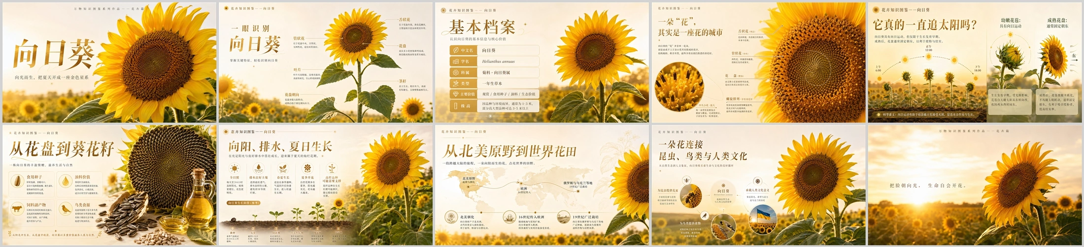 万物知识图鉴系列作品PPT——向日葵 - 预览图4