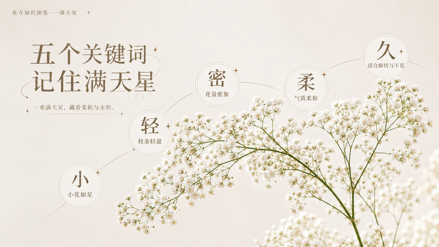 万物知识图鉴系列作品PPT——满天星 - 预览图2