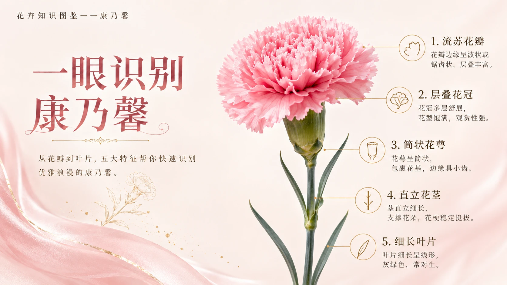 万物知识图鉴系列作品PPT——康乃馨 - 预览图1