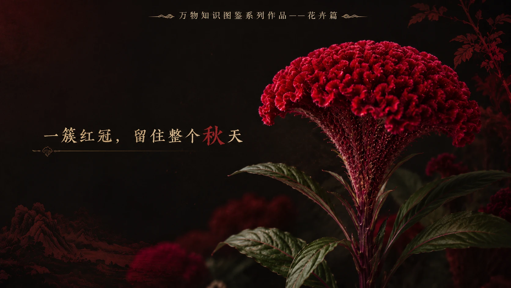 万物知识图鉴系列作品PPT——鸡冠花【4K】 - 预览图3