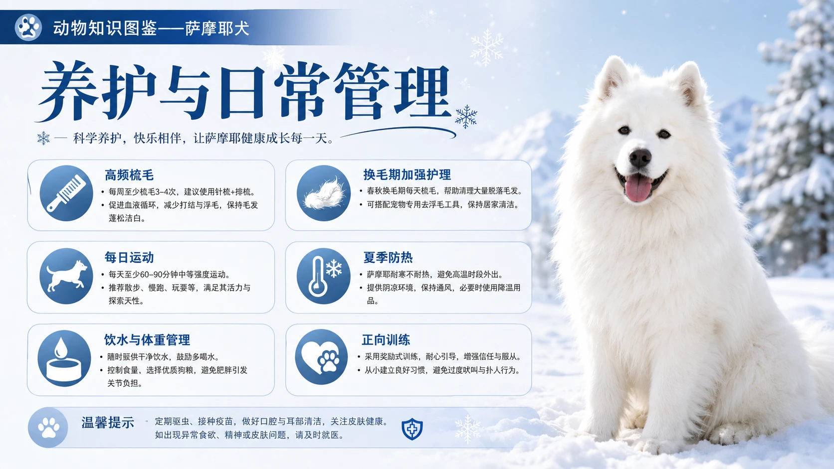 万物知识图鉴系列作品PPT——萨摩耶犬 - 预览图2