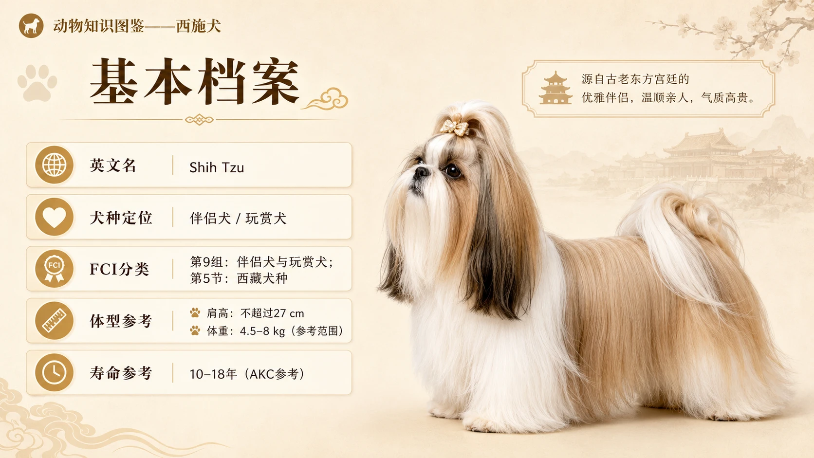 万物知识图鉴系列作品PPT——西施犬 - 预览图1
