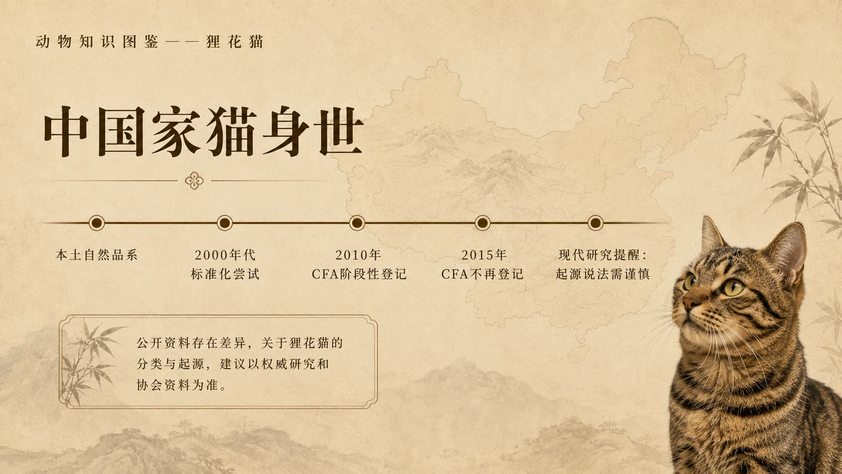万物知识图鉴系列作品PPT——狸花猫 - 预览图3