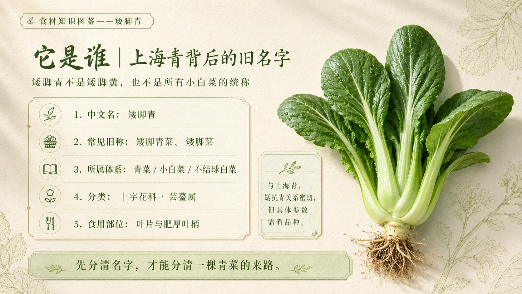 万物知识图鉴系列作品PPT——矮脚青 - 预览图2
