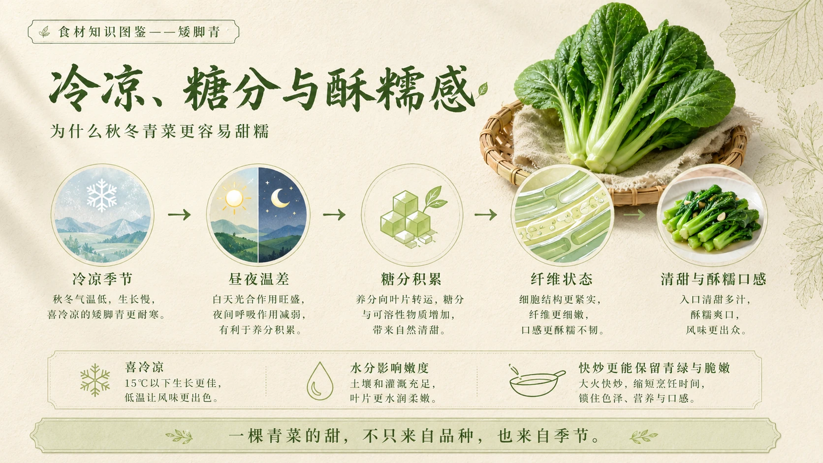 万物知识图鉴系列作品PPT——矮脚青 - 预览图6