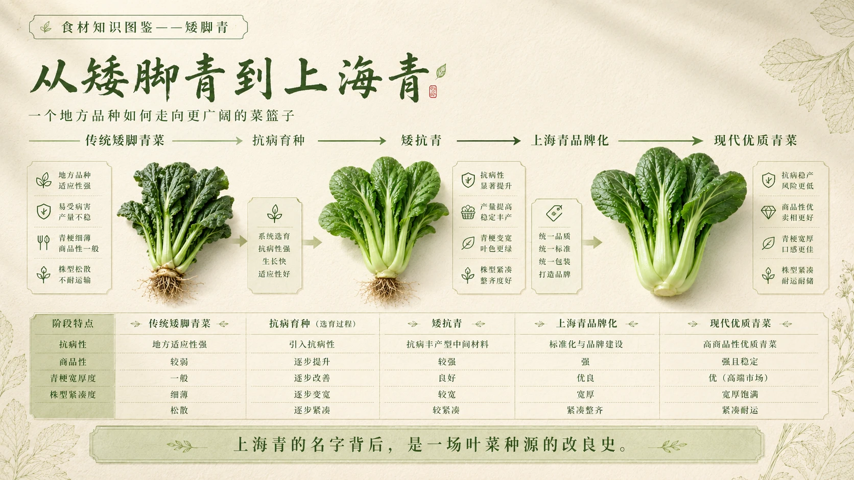 万物知识图鉴系列作品PPT——矮脚青 - 预览图8