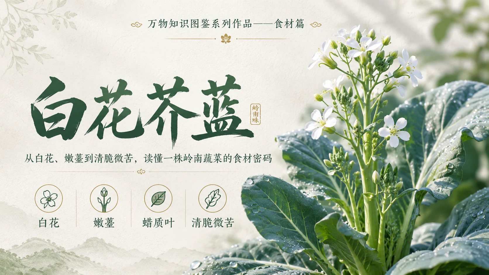 万物知识图鉴系列作品PPT——白花芥蓝 - 预览图1