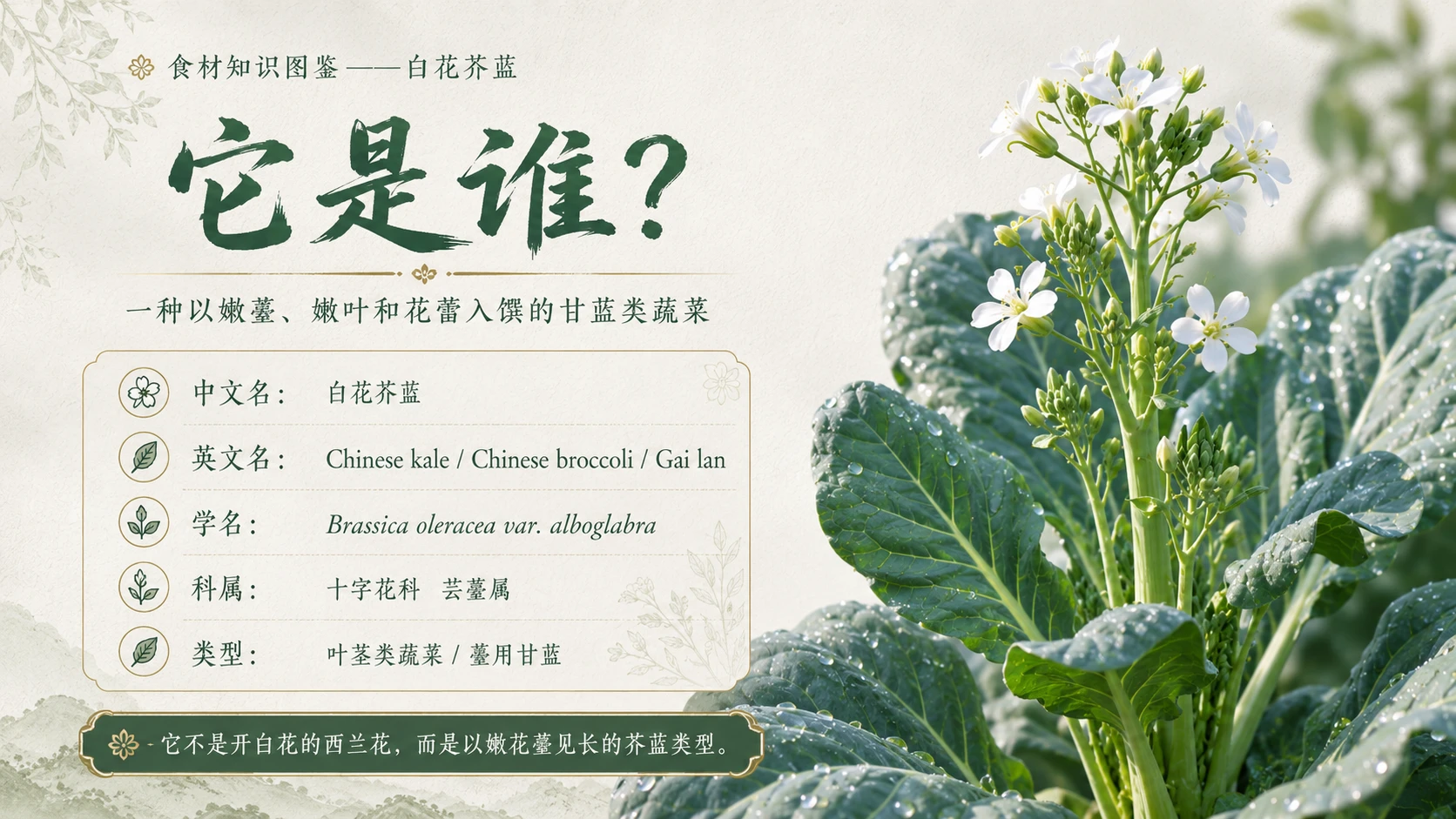 万物知识图鉴系列作品PPT——白花芥蓝 - 预览图2