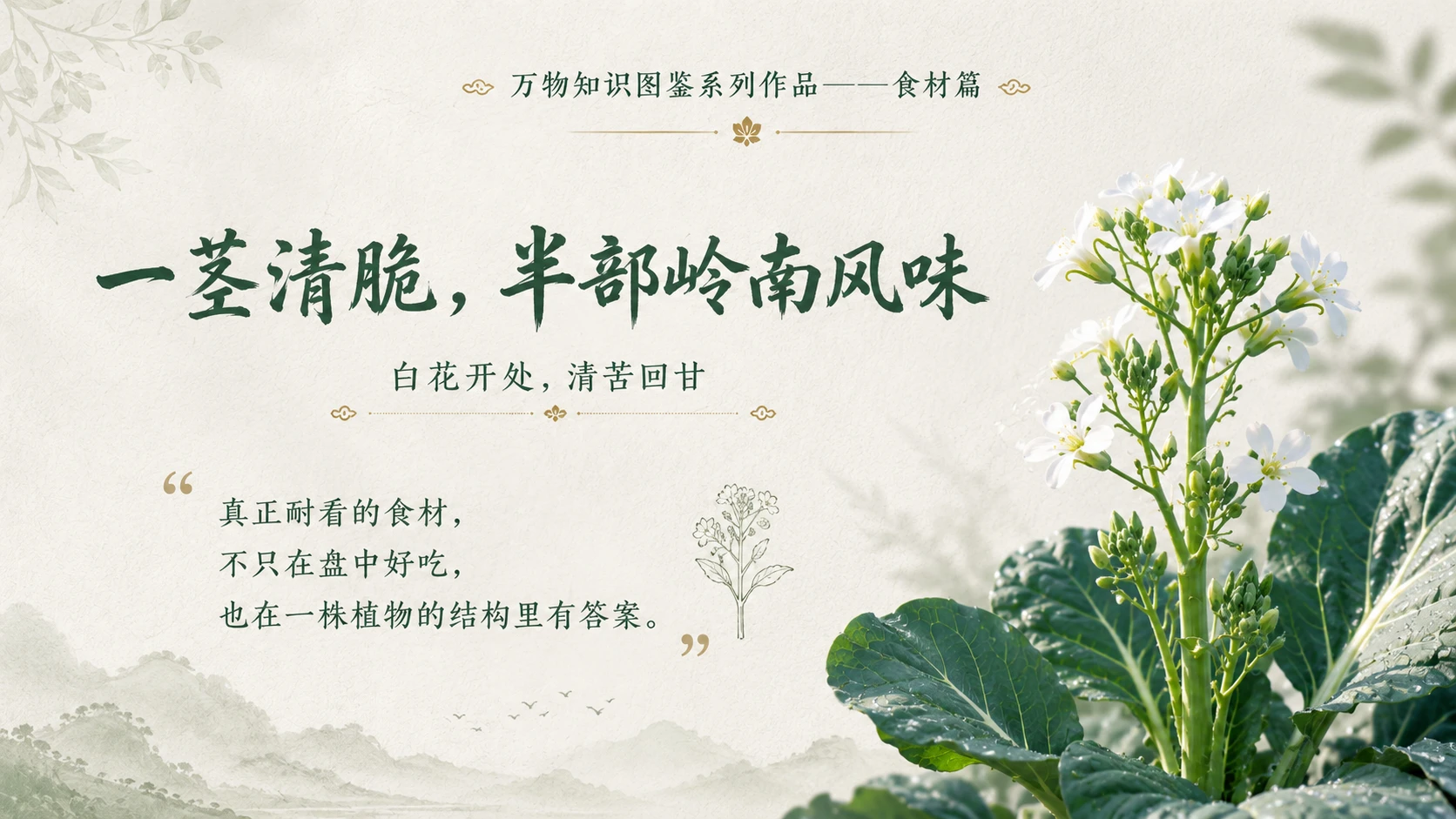 万物知识图鉴系列作品PPT——白花芥蓝 - 预览图10