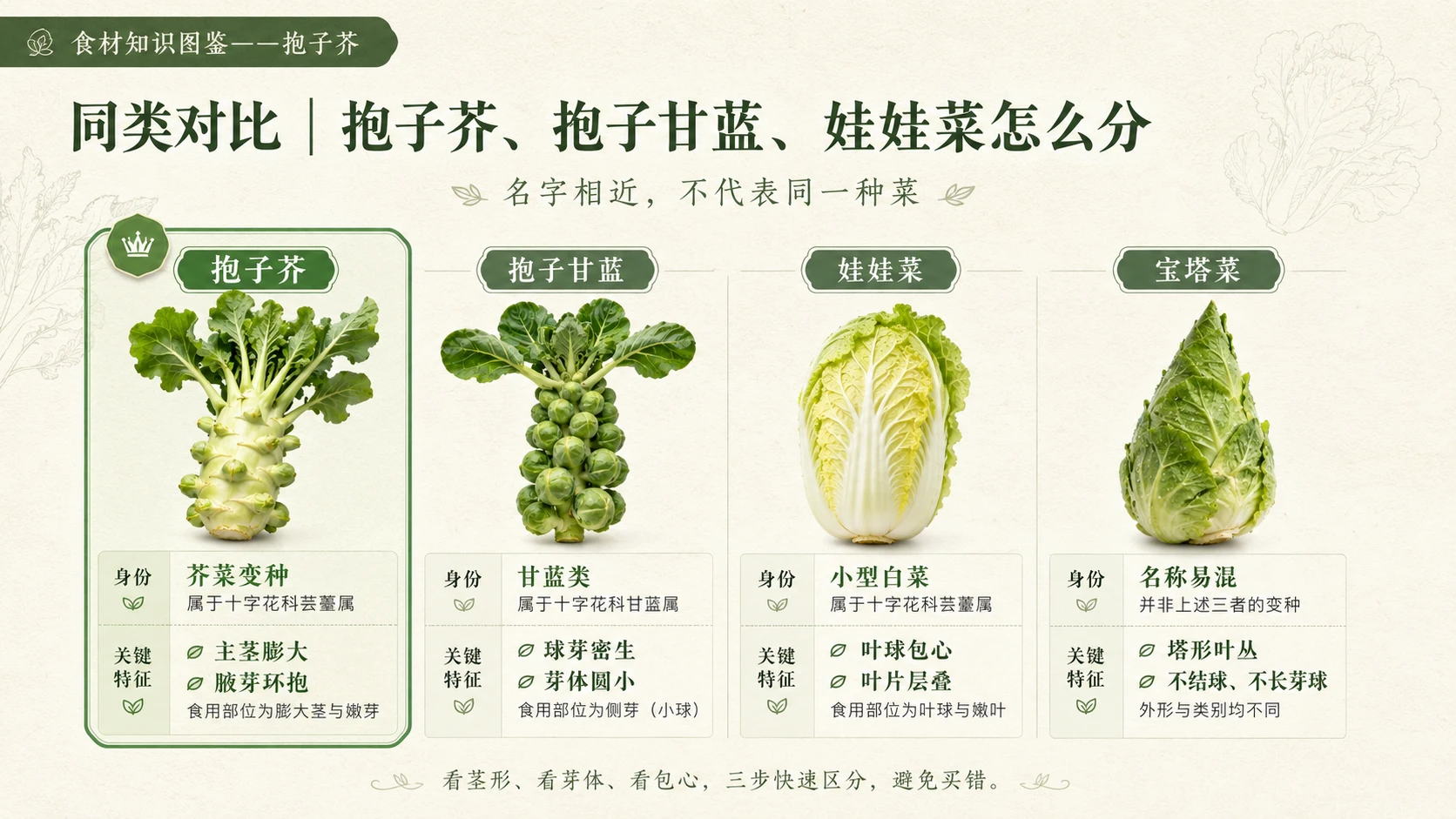 万物知识图鉴系列作品PPT——抱子芥 - 预览图8