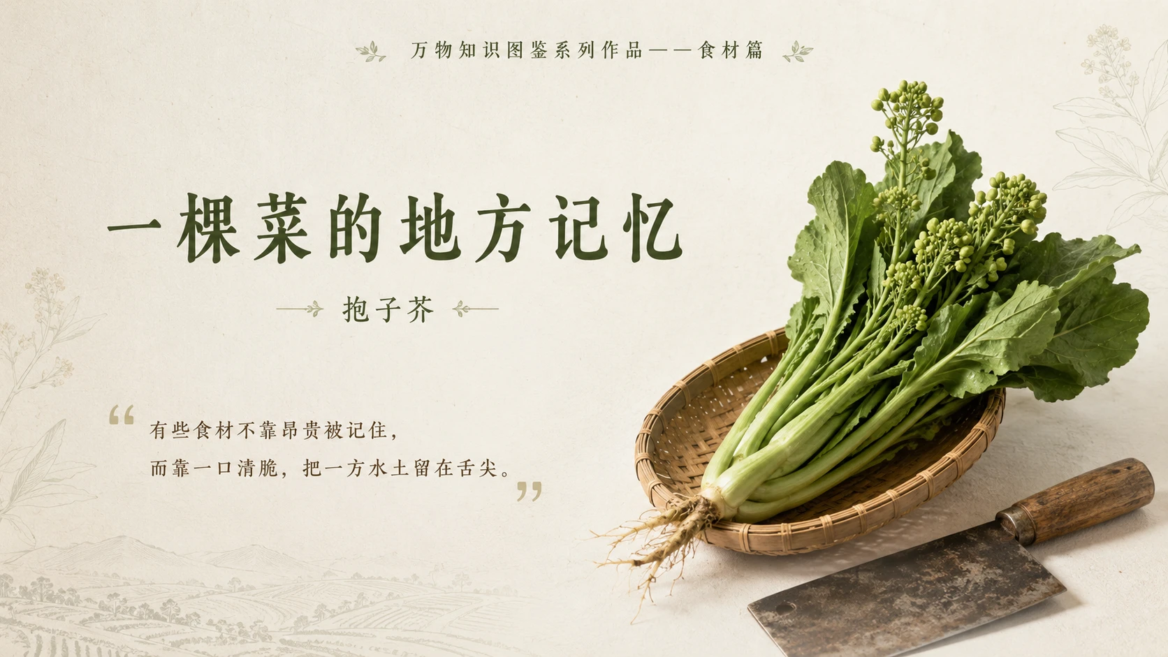 万物知识图鉴系列作品PPT——抱子芥 - 预览图10
