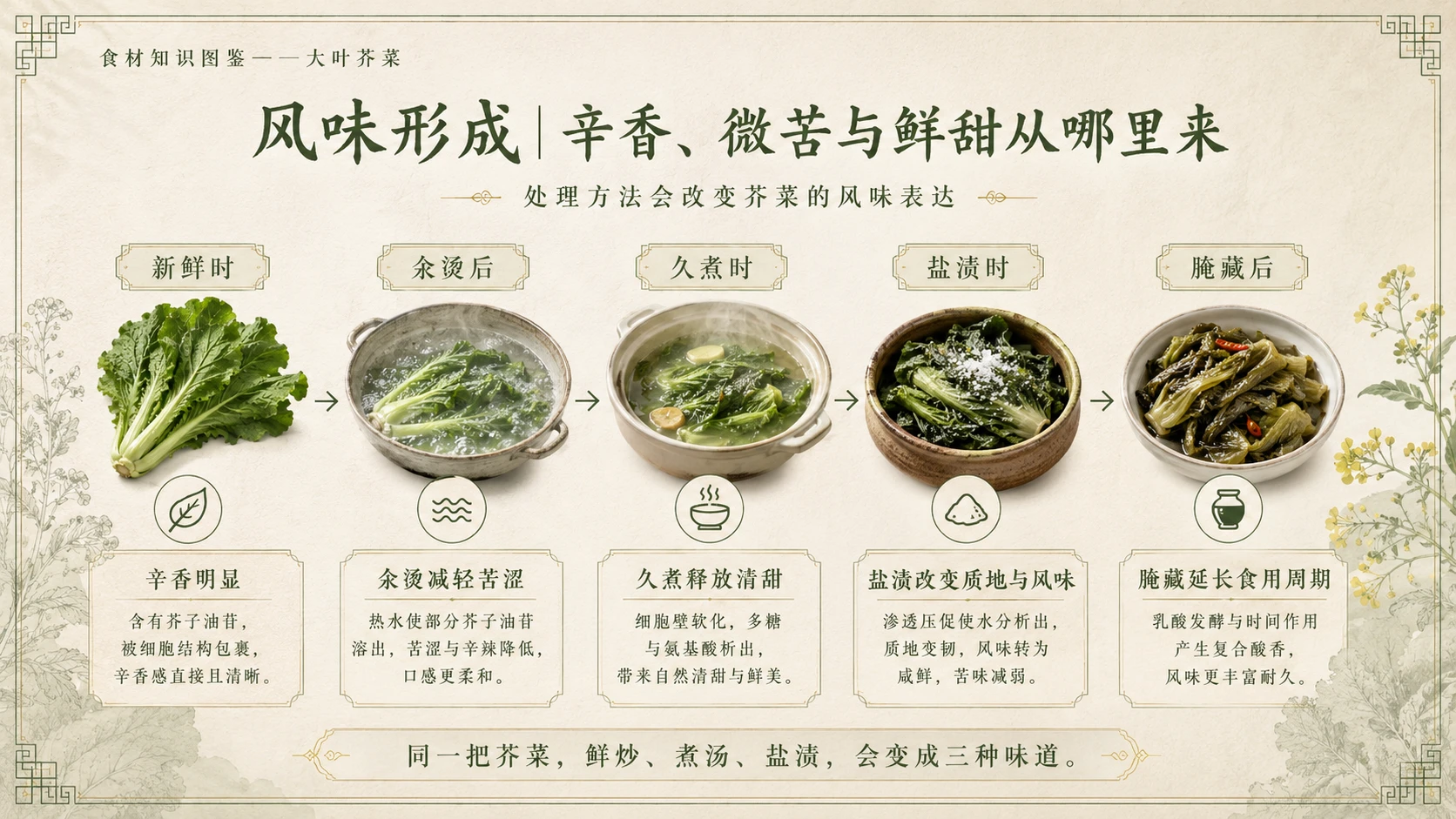 万物知识图鉴系列作品PPT——大叶芥菜 - 预览图6